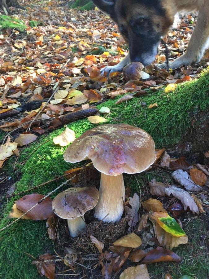 Waldnest Odenwald 호텔 외부 사진