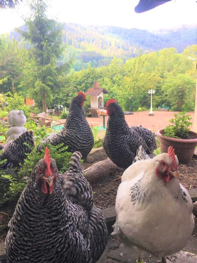 Waldnest Odenwald 호텔 외부 사진
