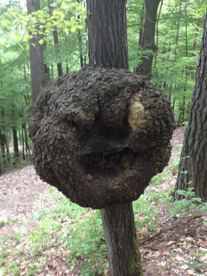 Waldnest Odenwald 호텔 외부 사진