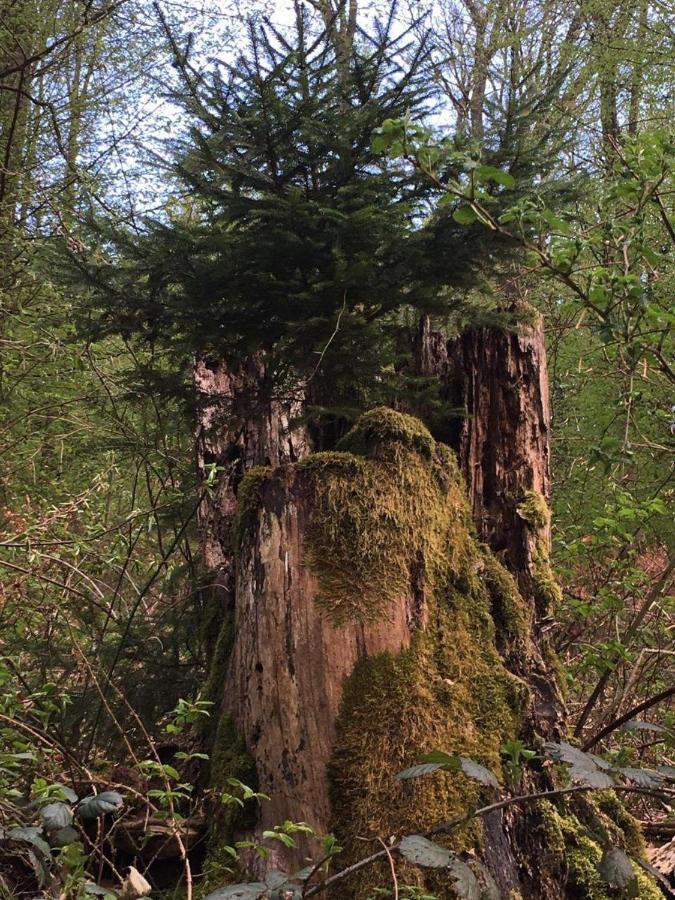 Waldnest Odenwald 호텔 외부 사진